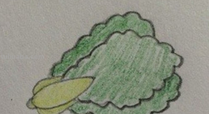 小青菜怎么画 小青菜怎么画