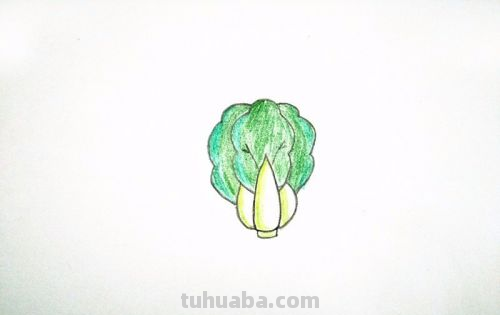 青菜简笔画怎么画 青菜简笔画怎么画