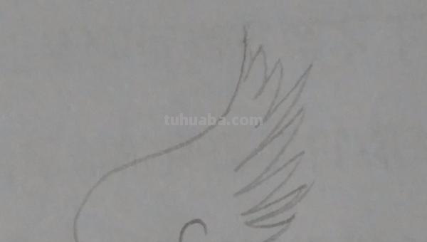 翅膀怎么画简笔画 翅膀,简笔画,步骤教程? 翅膀怎么画简笔画 翅膀,简笔画,步骤教程?