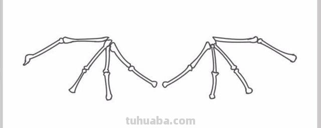 翅膀怎么画简笔画 翅膀,简笔画,步骤教程? 翅膀怎么画简笔画 翅膀,简笔画,步骤教程?