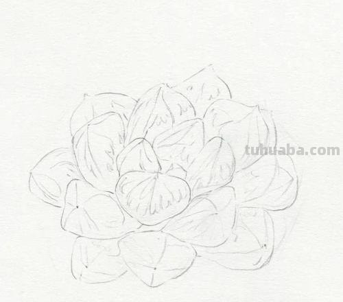 多肉简笔画 多肉简笔画简单又漂亮