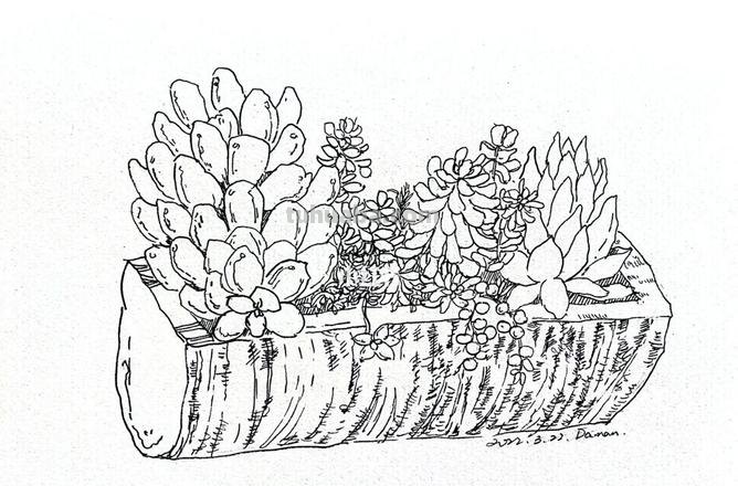 多肉简笔画 多肉简笔画简单又漂亮