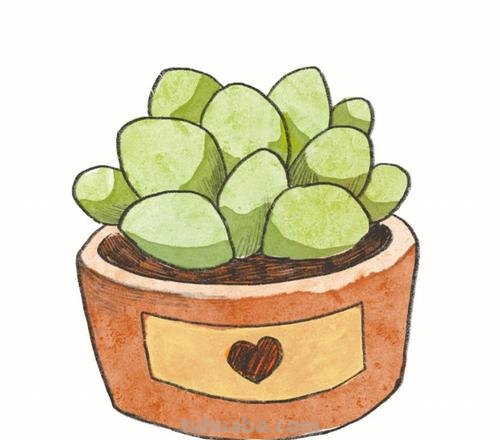 多肉简笔画 多肉简笔画简单又漂亮