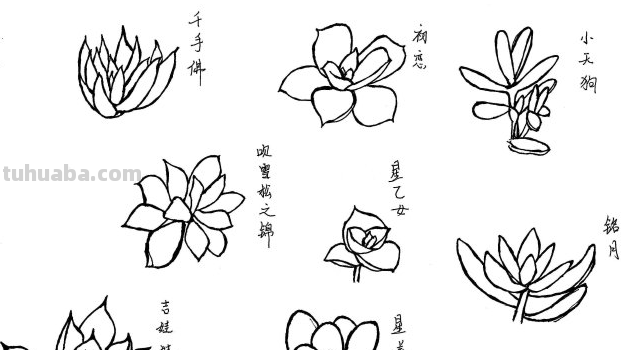 多肉植物,简笔画怎么画 多肉植物,简笔画怎么画