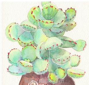 多肉植物,简笔画怎么画 多肉植物,简笔画怎么画