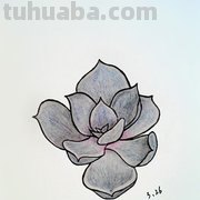 多肉植物有哪些简笔画 多肉植物有哪些简笔画