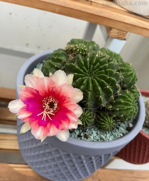 经典盆栽仙人球,花朵很美,开花很勤,好养易管理,而且很便宜