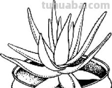 多肉植物有哪些简笔画 多肉植物有哪些简笔画