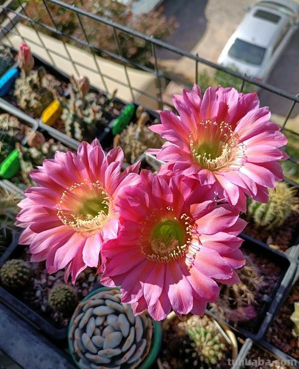 经典盆栽仙人球，花朵很美，开花很勤，好养易管理，而且很便宜