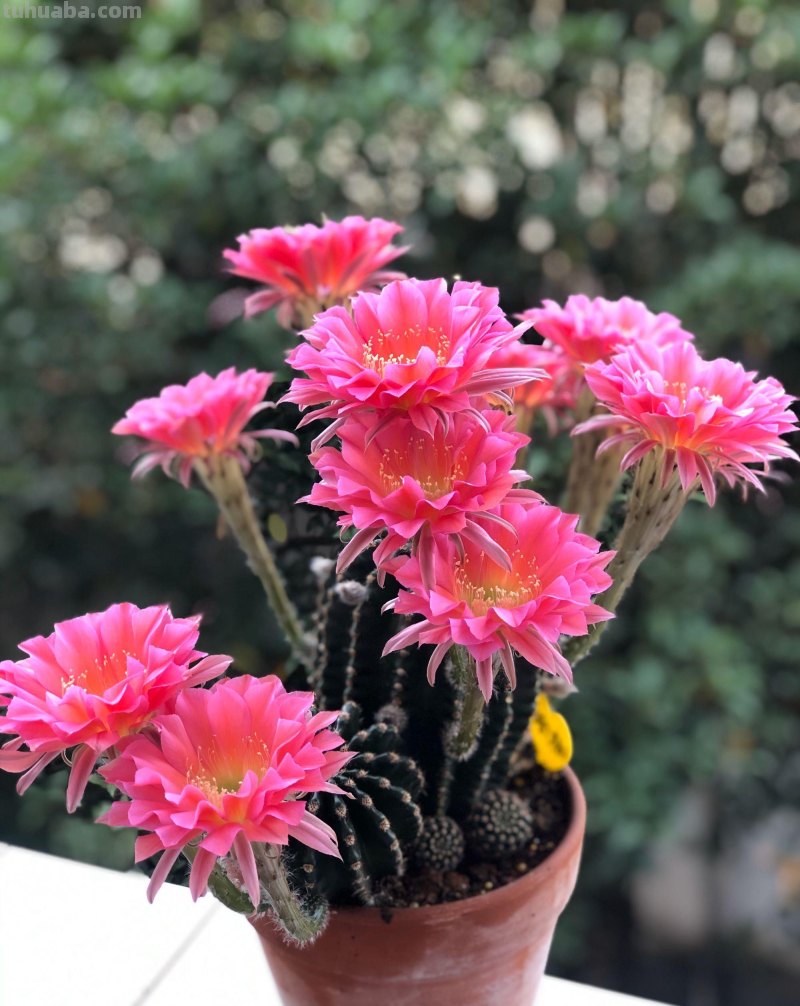 经典盆栽仙人球，花朵很美，开花很勤，好养易管理，而且很便宜