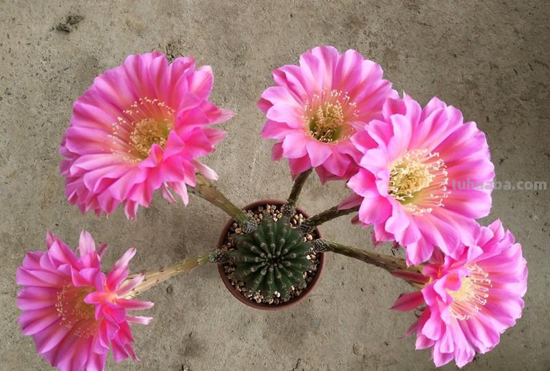 经典盆栽仙人球，花朵很美，开花很勤，好养易管理，而且很便宜