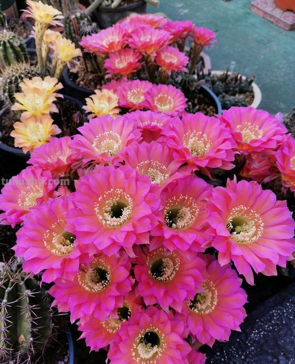 经典盆栽仙人球，花朵很美，开花很勤，好养易管理，而且很便宜