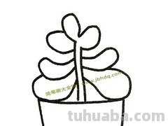 多肉植物有哪些简笔画 多肉植物有哪些简笔画