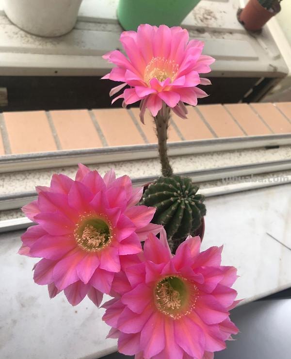 经典盆栽仙人球，花朵很美，开花很勤，好养易管理，而且很便宜