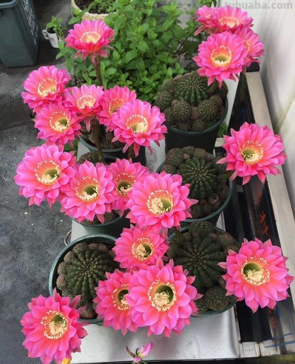 经典盆栽仙人球，花朵很美，开花很勤，好养易管理，而且很便宜
