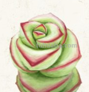 多肉植物有哪些简笔画 多肉植物有哪些简笔画