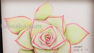 多肉植物有哪些简笔画 多肉植物有哪些简笔画