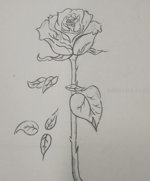玫瑰花简笔画的方法 玫瑰花简笔画的方法怎么画
