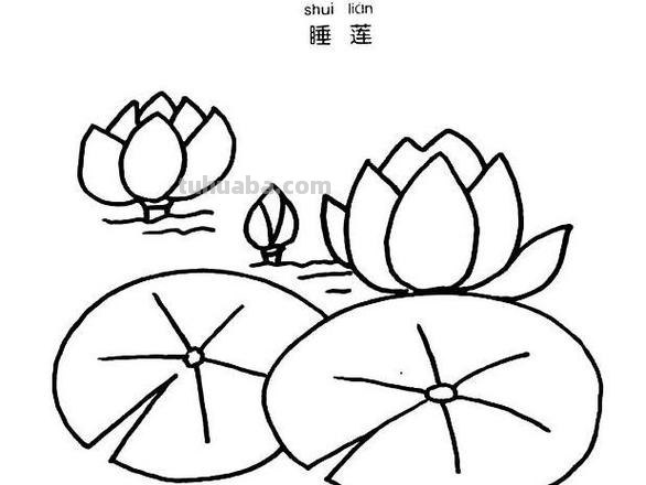 睡莲怎么画简笔画 简笔画荷花的步骤?