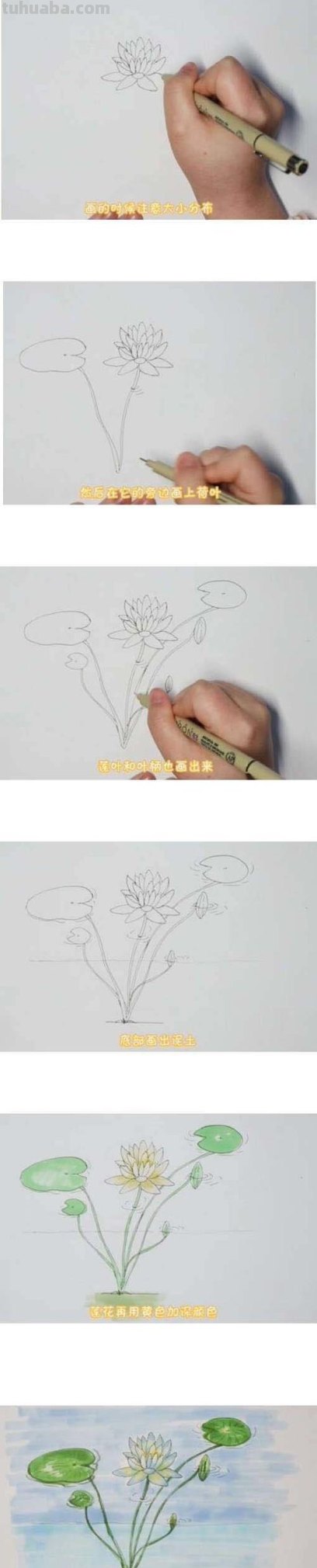 睡莲怎么画简笔画 简笔画荷花的步骤?