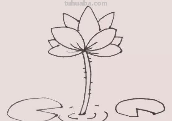 睡莲怎么画简笔画 简笔画荷花的步骤？