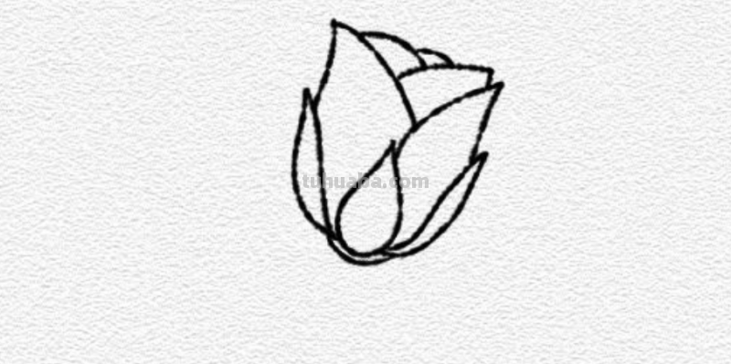 玫瑰花简笔画教程 玫瑰花简笔画教程