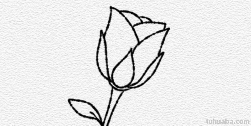 玫瑰花简笔画教程 玫瑰花简笔画教程