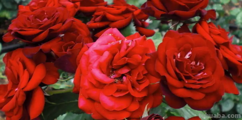 玫瑰花简笔画教程 玫瑰花简笔画教程