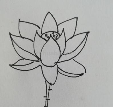睡莲怎么画简笔画 简笔画荷花的步骤? 睡莲怎么画简笔画 简笔画荷花的步骤?