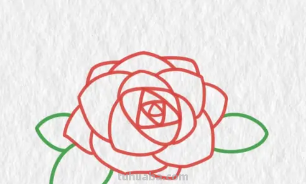 玫瑰花简笔画步骤 玫瑰花简笔画步骤