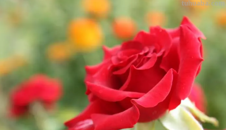 玫瑰花简笔画步骤 玫瑰花简笔画步骤