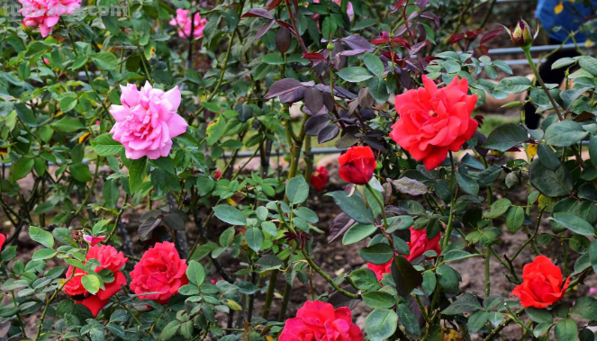 玫瑰花简笔画步骤 玫瑰花简笔画步骤