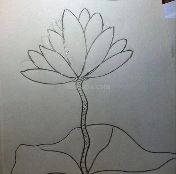 睡莲怎么画简笔画 简笔画荷花的步骤? 睡莲怎么画简笔画 简笔画荷花的步骤?