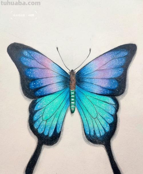 彩铅素描怎么画蝴蝶 用彩铅把蝴蝶上色什么颜色搭配最好？
