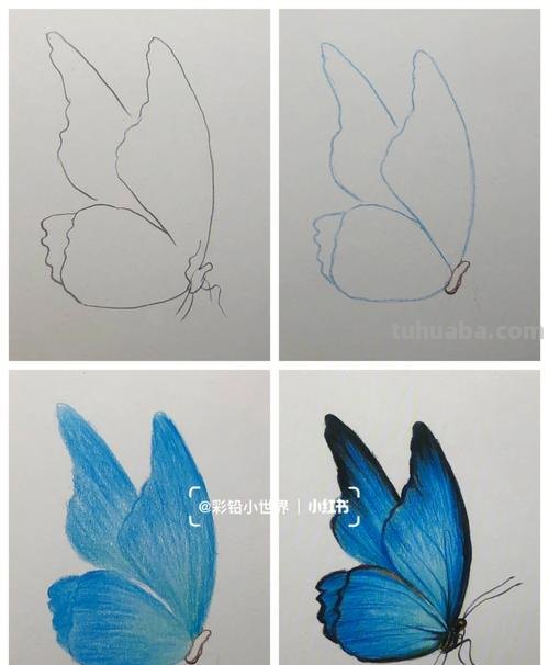 彩铅素描怎么画蝴蝶 用彩铅把蝴蝶上色什么颜色搭配最好？
