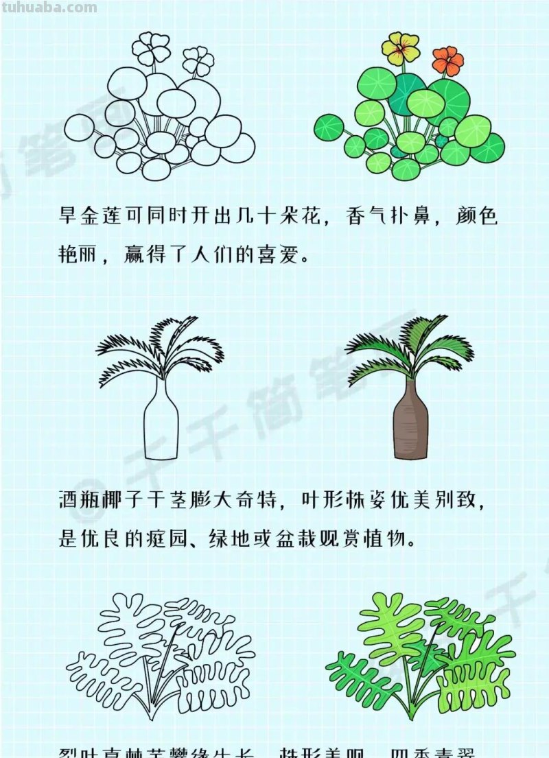 各种植物简笔画大全，小可爱们快来领走吧
