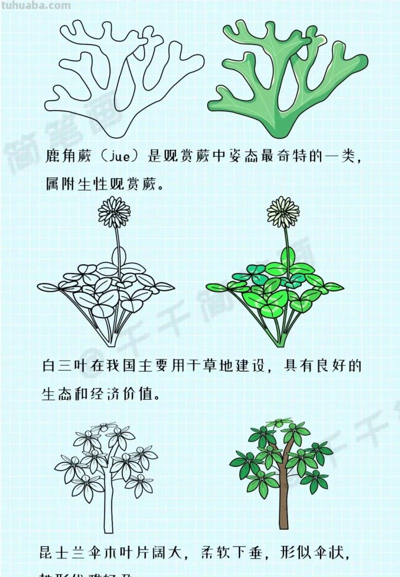 各种植物简笔画大全，小可爱们快来领走吧