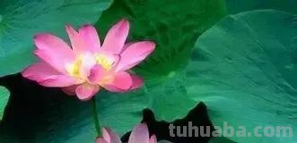 各种植物简笔画大全，小可爱们快来领走吧