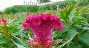 各种植物简笔画大全，小可爱们快来领走吧