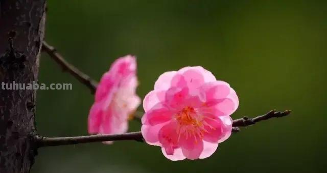 各种植物简笔画大全，小可爱们快来领走吧