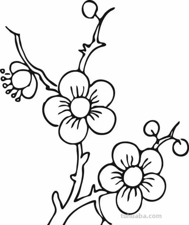 各种植物简笔画大全，小可爱们快来领走吧