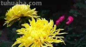 各种植物简笔画大全，小可爱们快来领走吧