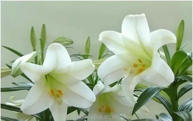 各种植物简笔画大全，小可爱们快来领走吧