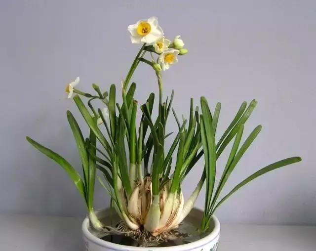 各种植物简笔画大全，小可爱们快来领走吧