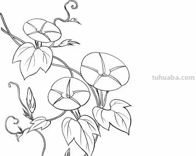 各种植物简笔画大全，小可爱们快来领走吧