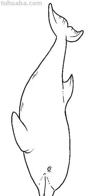 海洋动物简笔画教程，一学就会