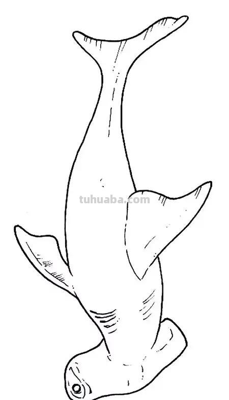 海洋动物简笔画教程，一学就会