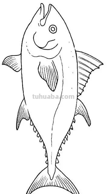 海洋动物简笔画教程，一学就会