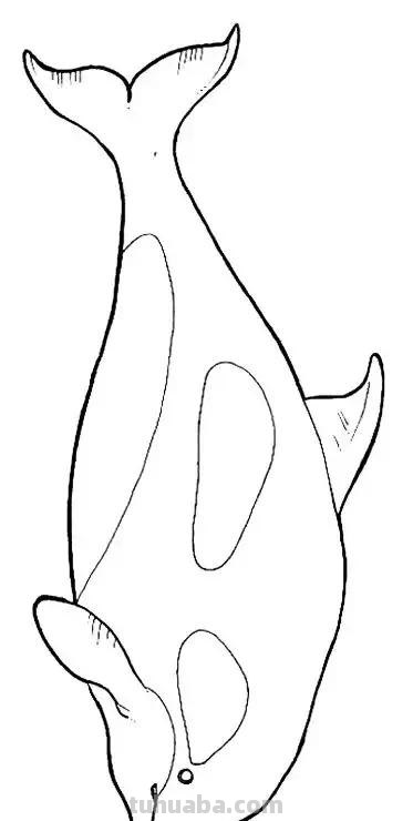 海洋动物简笔画教程，一学就会