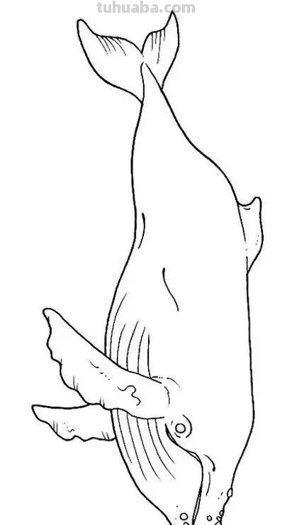 海洋动物简笔画教程，一学就会